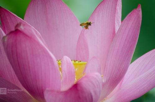 小莲花吃瓜,揭秘娱乐圈那些不为人知的幕后故事