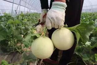 吃瓜支线怎么开,解锁趣味游戏新玩法