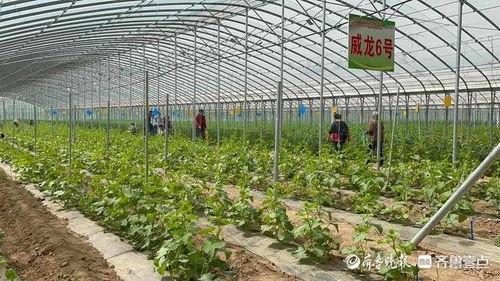 济南露营吃瓜,尽享夏日瓜果飘香时光