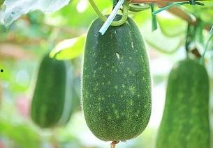 吃瓜对瓜的介绍,吃瓜群众的瓜知识全解析