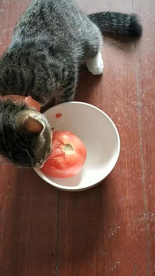 猫吃茄瓜,揭秘猫对茄瓜的喜爱之谜