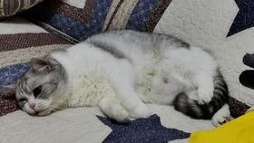 猫吃茄瓜,揭秘猫对茄瓜的喜爱之谜