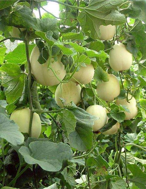 立冬吃果不吃瓜,品味果香，远离瓜果诱惑