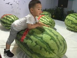 高中吃瓜事件,揭秘高中吃瓜事件的背后真相