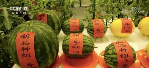 压力吃瓜擂台,一场趣味横生的心理减压盛宴