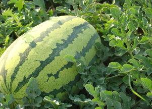 瓜娄子拿来怎么吃