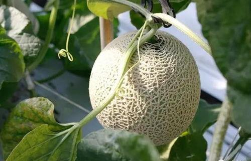 玻璃吃瓜,揭秘玻璃与吃瓜文化的奇妙交融