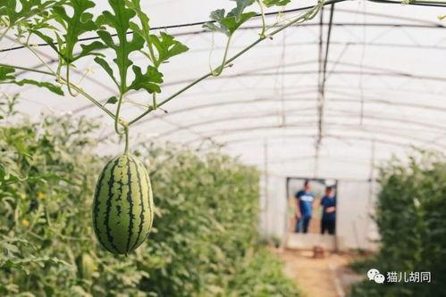 京瓜吃的好处,健康生活好伴侣