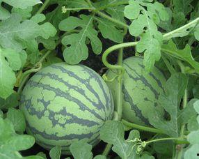 孕妇可以吃护耳瓜吗,孕妇可以食用护耳瓜吗？营养与安全解析