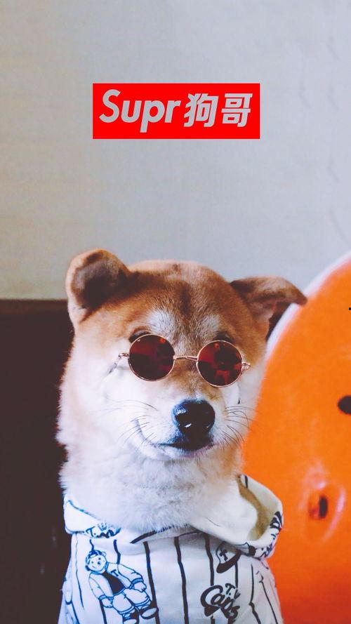 二狗子吃瓜,揭秘娱乐圈背后的秘密