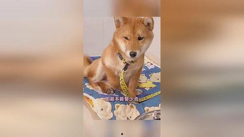 二狗子吃瓜,揭秘娱乐圈背后的秘密