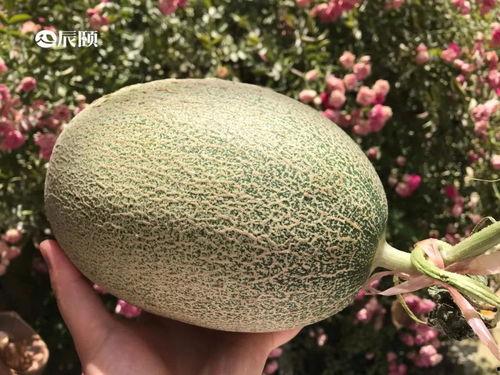 山东男子吃瓜,瓜中藏宝引发热议