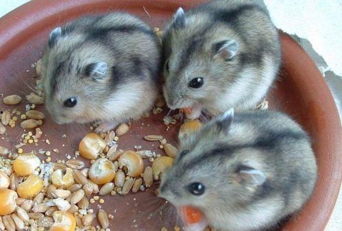 仓鼠吃贝贝瓜吗,贝贝瓜，仓鼠的美食新选择？