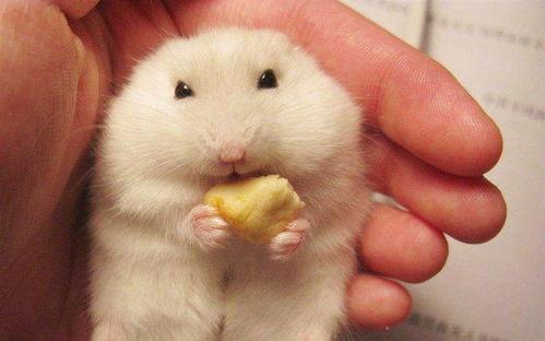 仓鼠吃贝贝瓜吗,贝贝瓜，仓鼠的美食新选择？