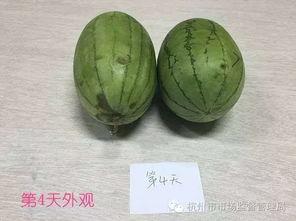 微山吃瓜原视频,揭秘乡村美食背后的故事