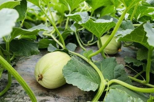 微山吃瓜原视频,揭秘乡村美食背后的故事