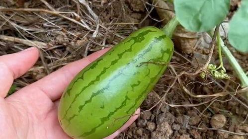 微山吃瓜原视频,揭秘乡村美食背后的故事