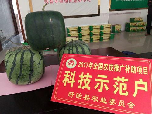 吃佛瓜,探寻传统与创新的完美融合