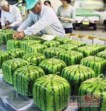 变态的吃瓜,揭秘变态吃瓜背后的疯狂世界