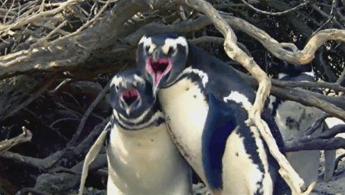 企鹅会吃瓜,揭秘海洋中的独特饮食习惯