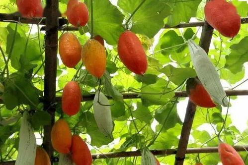 石灰瓜怎么吃,解锁美味新体验