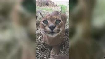 五一吃瓜今日吃瓜喵小吉,喵小吉带你领略今日热门瓜事