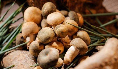 南北吃瓜后续,一场美食文化的跨界碰撞