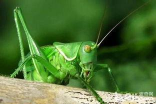 蝈蝈吃小瓜,一场生态趣谈