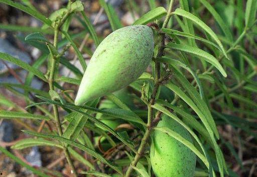 吃瓢瓜的害处,警惕吃瓢瓜的五大潜在危害