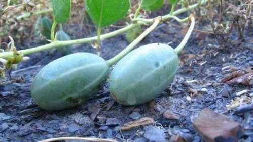 鼻炎可以吃焦瓜,天然食疗新选择