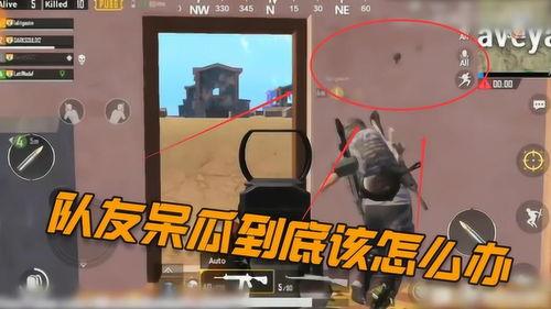 呆瓜解说吃鸡视频,呆瓜解说带你领略吃鸡游戏乐趣