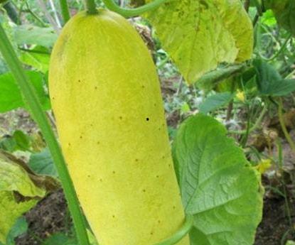 老瓜可以怎么吃,探索老瓜的多样食用方法