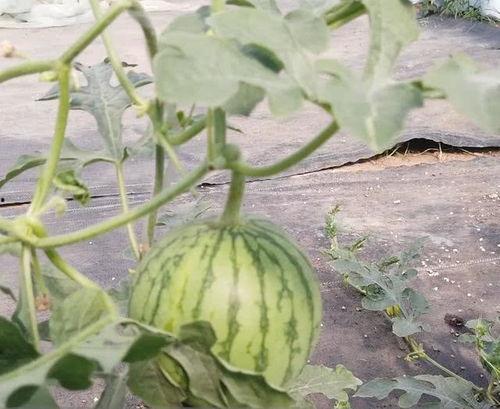 授粉瓜可以吃,美味与营养的完美结合