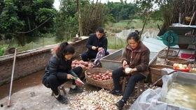 坐在农村天天吃瓜,天天吃瓜的悠闲时光