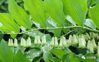 黄精瓜怎么吃,养生美食新体验