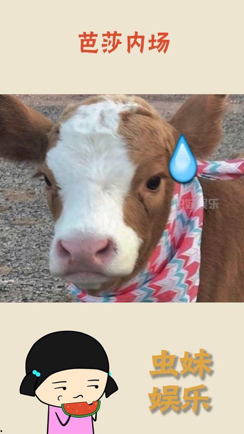 抖音作品吃瓜,一瓜未平，一瓜又起！