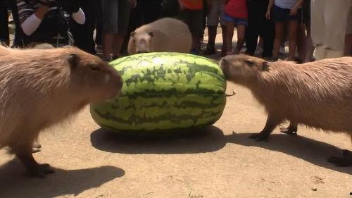 吃瓜机器图片,科技新宠，智能生活新体验