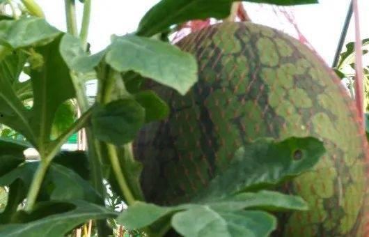 儋州有瓜吃,体验“有瓜吃”的甜蜜生活