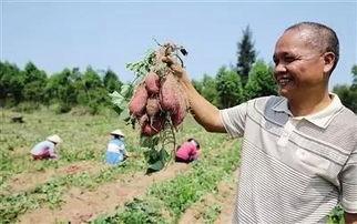 儋州有瓜吃,体验“有瓜吃”的甜蜜生活