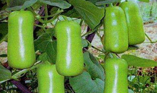 印度妇女蒲瓜怎么吃,蒲瓜的独特食用方式