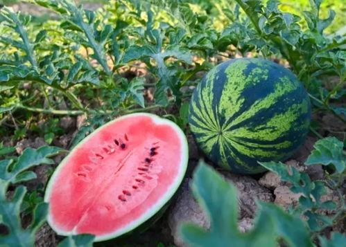 51cg吃瓜,揭秘娱乐圈最新热点事件