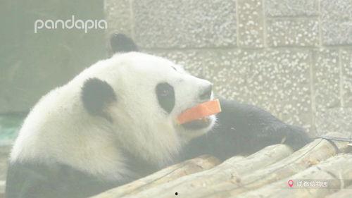 熊猫吃瓜骨折,揭秘动物骨骼奥秘
