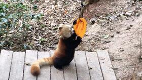 熊猫吃瓜骨折,揭秘动物骨骼奥秘