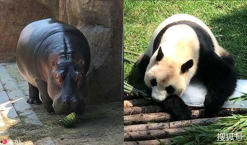 熊猫吃瓜骨折,揭秘动物骨骼奥秘