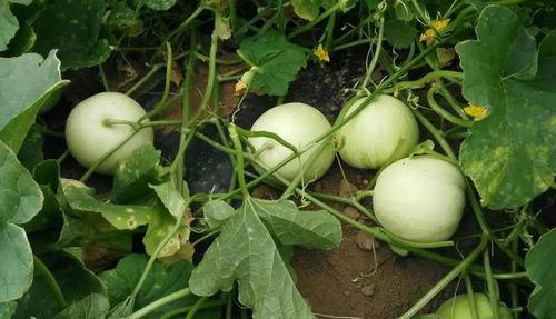 甜瓜吃瓜,夏日清凉好滋味