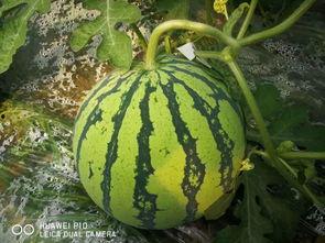 全网最大的吃瓜,揭秘娱乐圈幕后真相