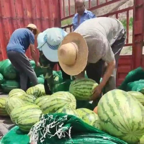 吃瓜购买,轻松选购，快乐生活