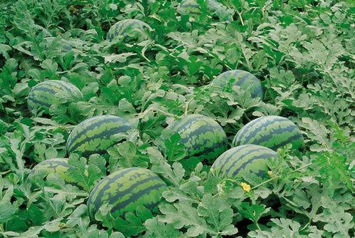 冕宁广场吃瓜,夏日吃瓜盛宴，感受街头烟火气