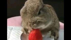 兔子怎样吃哈密瓜,一场甜蜜的美食邂逅