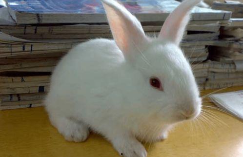 兔子怎样吃哈密瓜,一场甜蜜的美食邂逅